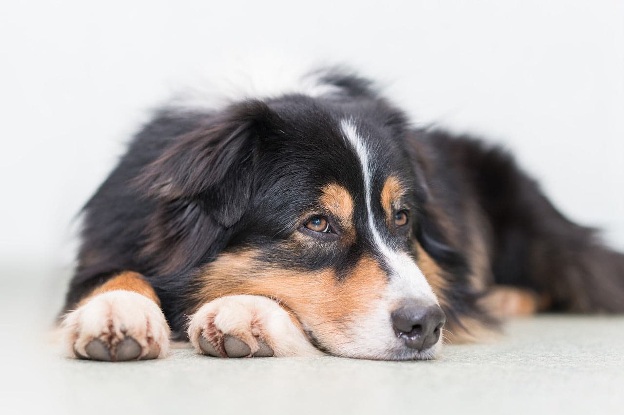 Can Cbd Dog Treats Help Keep My Reactive Dog Calm?