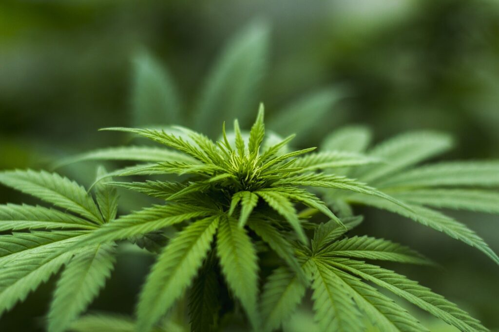 Will Cannabis Become Legalized Under Biden?